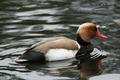 Red-crested Pochard