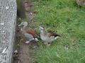 Ringed Teal