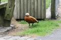 Ruddy Shelduck