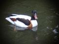 Shelduck