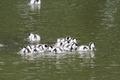 Shelduck