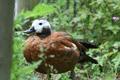 South African Shelduck