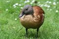 South African Shelduck