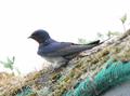 Barn Swallow