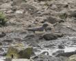 Barn Swallow