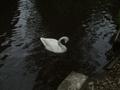 Trumpeter Swan