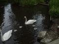 Trumpeter Swan