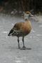 West Indian Whistling Duck