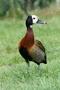 White-faced Whistling Duck