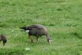 White-fronted Goose