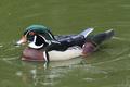 Wood Duck