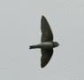 House Martin