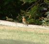 European Robin