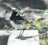 British Pied Wagtail