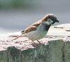 House Sparrow