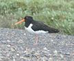 Eurasian Oystercatcher