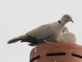 Eurasian Collared Dove