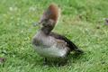 Hooded Merganser