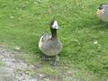 Chiloe Wigeon