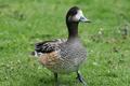 Chiloe Wigeon