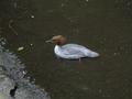 Goosander