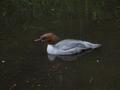 Goosander