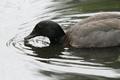 Australian Shelduck