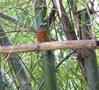 Blue-crowned Motmot