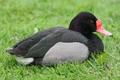 Rosy-billed Pochard