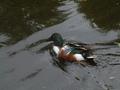 Northern Shoveler