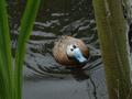 White-headed Duck