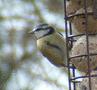 Blue Tit