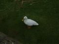 Pekin Duck