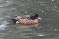 Chestnut Teal