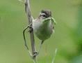 Sedge Warbler