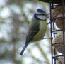 Blue Tit