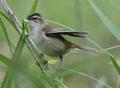 Sedge Warbler