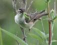 Sedge Warbler