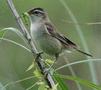 Sedge Warbler