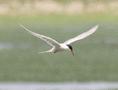 Common Tern