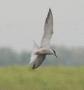 Common Tern