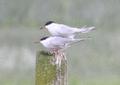 Common Tern