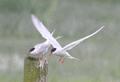 Common Tern