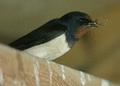 Barn Swallow