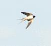 Barn Swallow