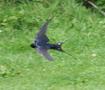 Barn Swallow