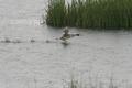 Great Crested Grebe