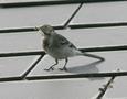 British Pied Wagtail