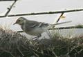 British Pied Wagtail