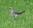 British Pied Wagtail